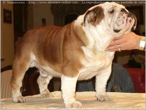 Photo de Bulldog