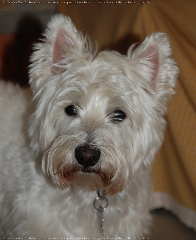 Photo de West highland white terrier