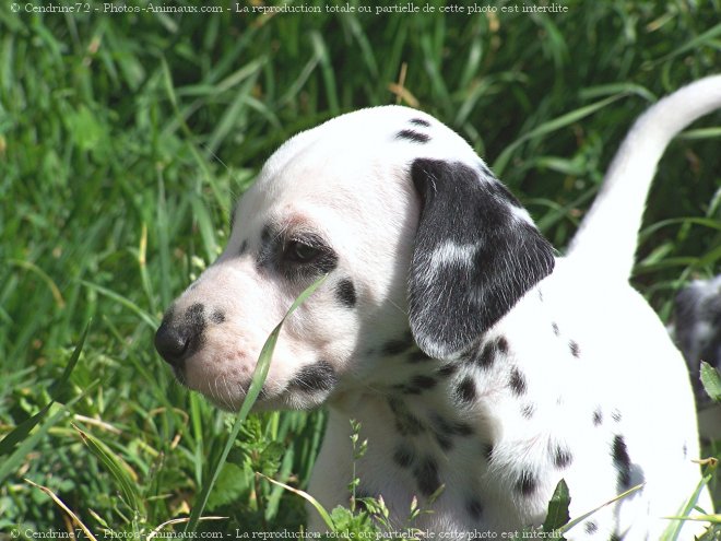 Photo de Dalmatien