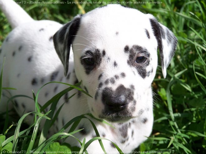 Photo de Dalmatien