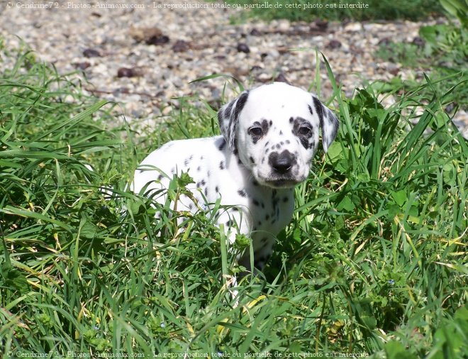 Photo de Dalmatien