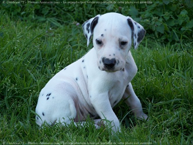 Photo de Dalmatien