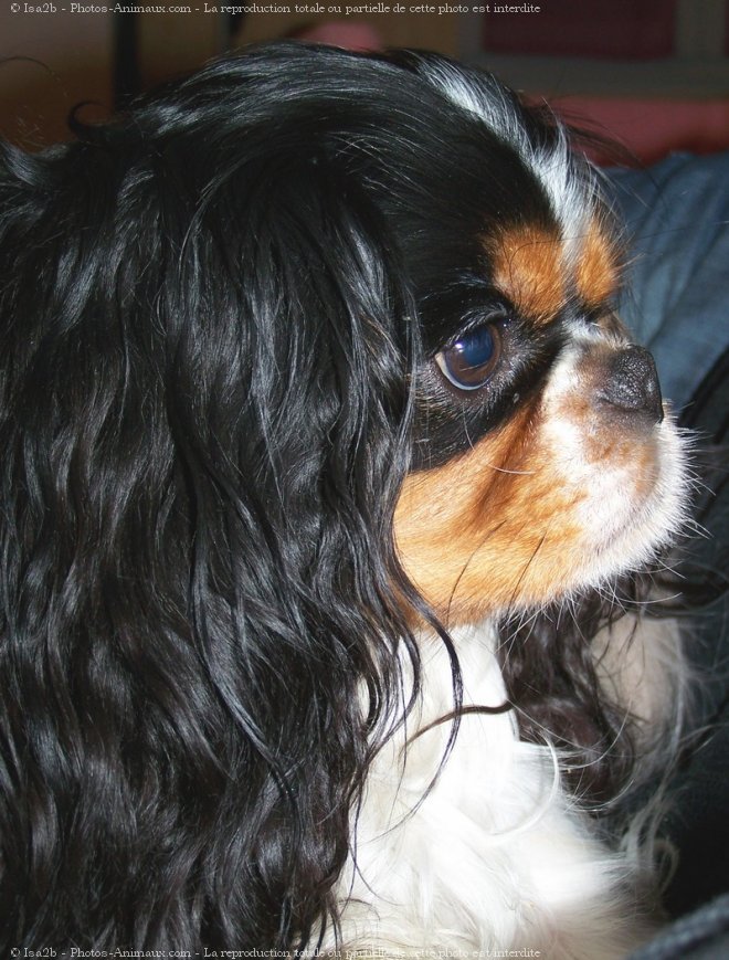 Photo de Cavalier king charles spaniel