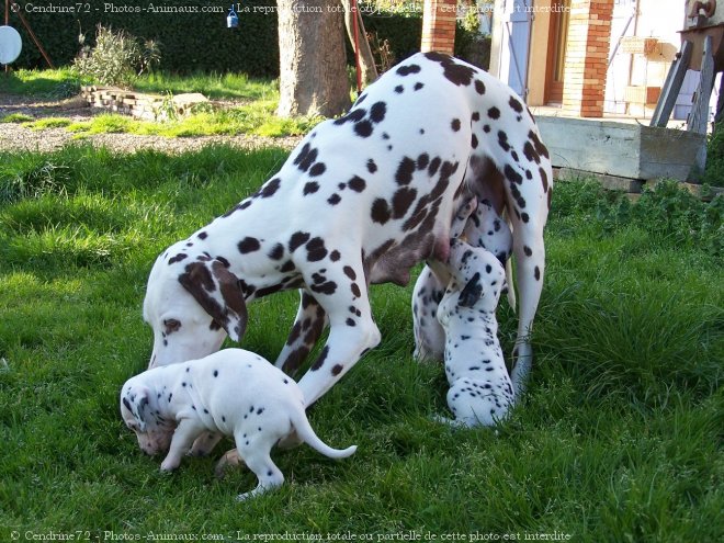 Photo de Dalmatien