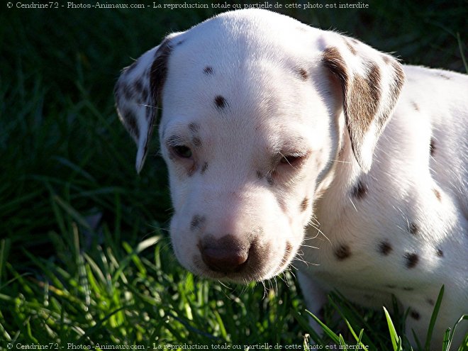 Photo de Dalmatien