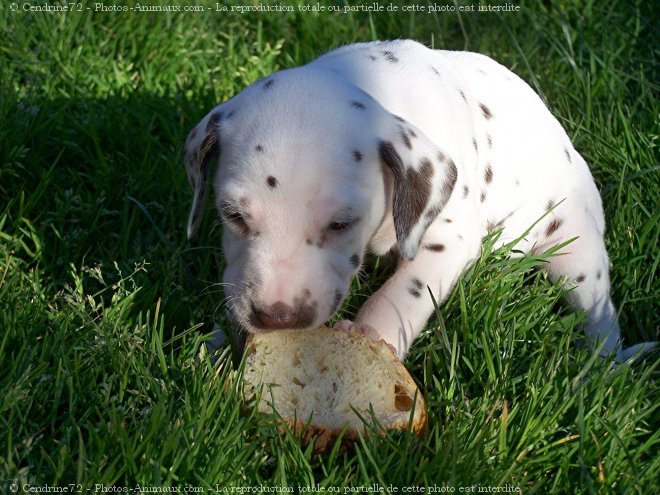 Photo de Dalmatien