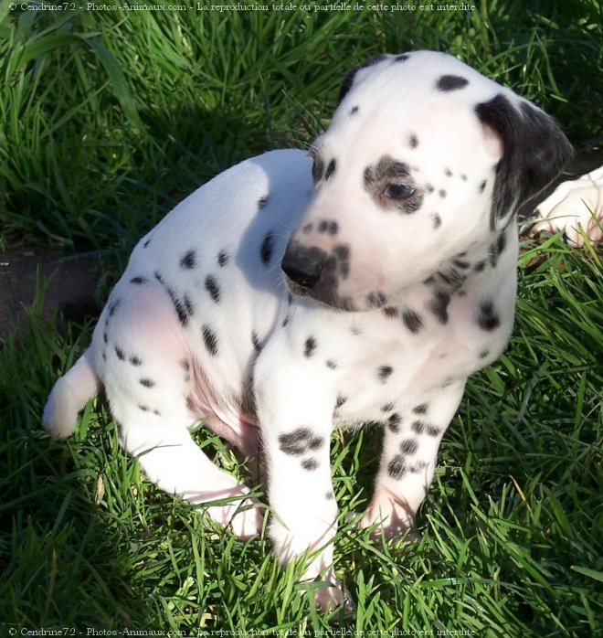 Photo de Dalmatien