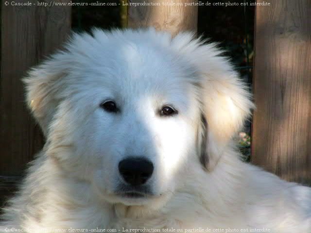 Photo de Chien de montagne des pyrnes