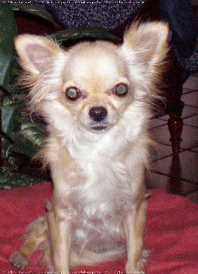 Photo de Chihuahua  poil long