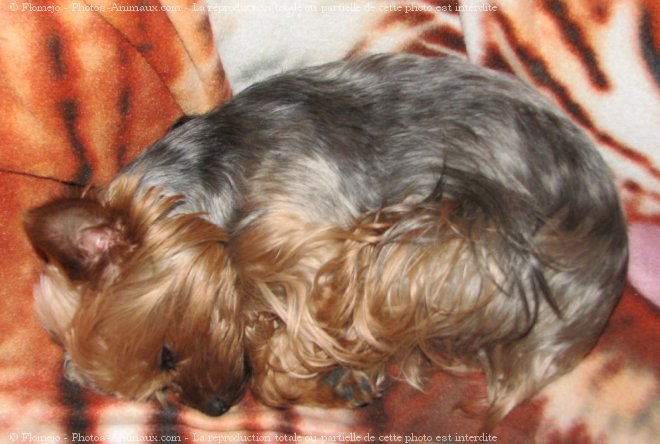 Photo de Yorkshire terrier