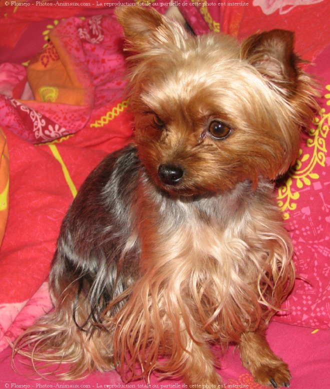 Photo de Yorkshire terrier