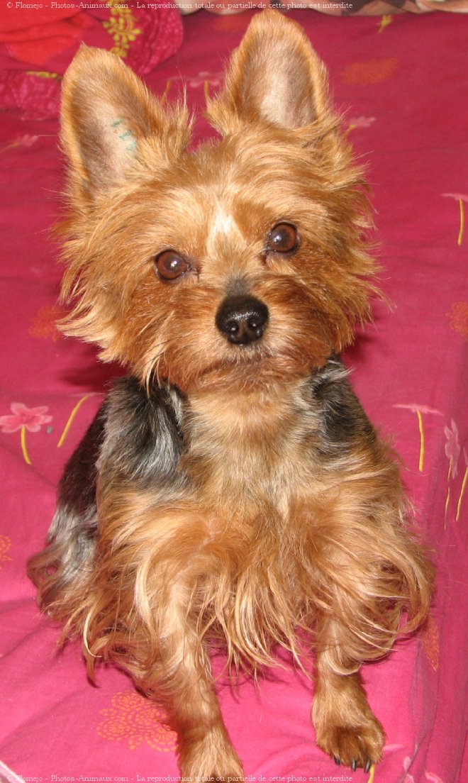 Photo de Yorkshire terrier