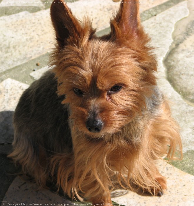 Photo de Yorkshire terrier