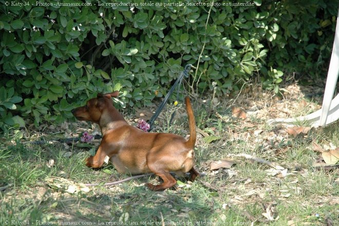 Photo de Pinscher nain