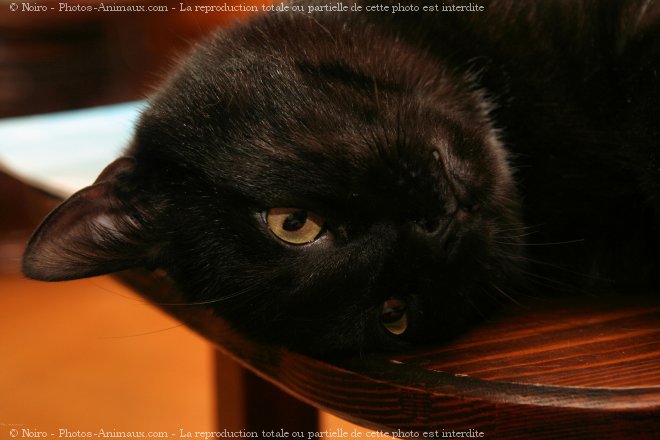 Photo de Chat domestique