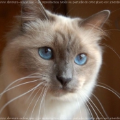 Photo de Sacr de birmanie