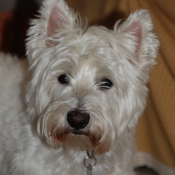 Photo de West highland white terrier