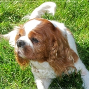 Photo de Cavalier king charles spaniel