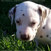 Photo de Dalmatien