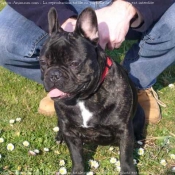 Photo de Bouledogue franais