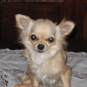 Photo de Chihuahua  poil long