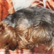 Photo de Yorkshire terrier