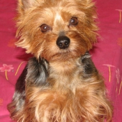 Photo de Yorkshire terrier