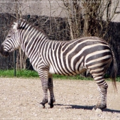 Photo de Zebre