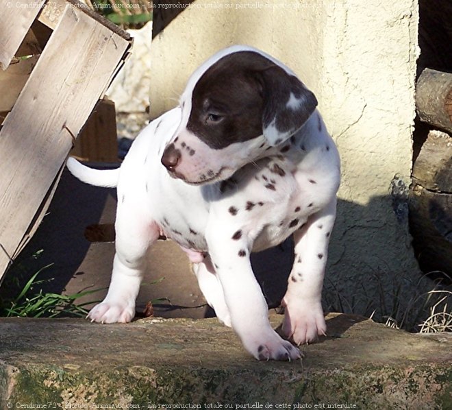 Photo de Dalmatien