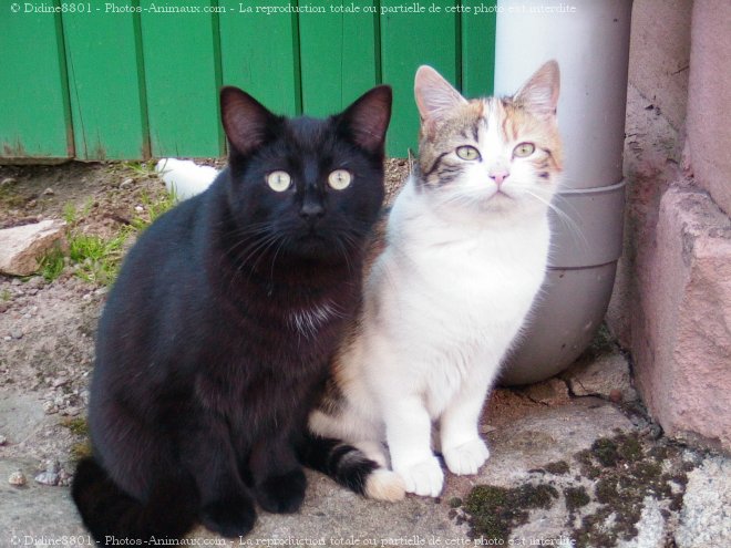 Photo de Chat domestique