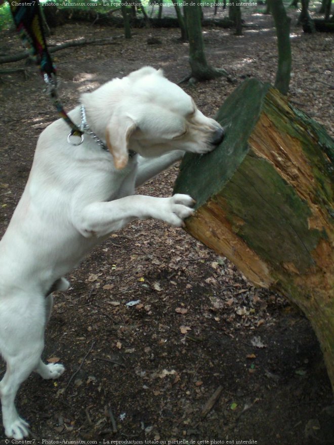 Photo de Labrador retriever