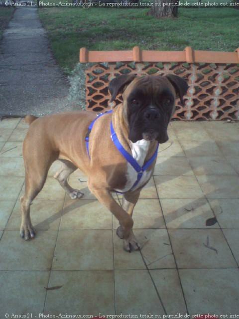 Photo de Boxer