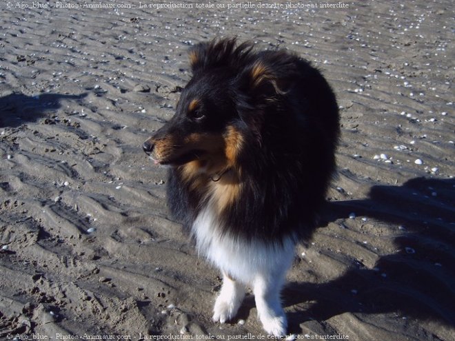 Photo de Chien de berger des shetland