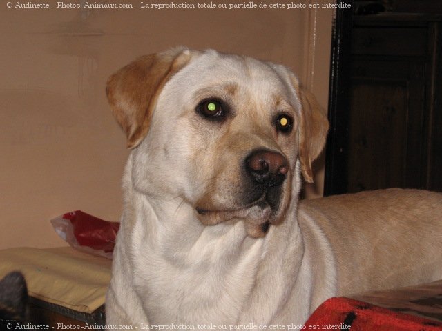 Photo de Labrador retriever