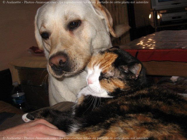 Photo de Labrador retriever