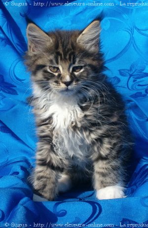 Photo de Maine coon