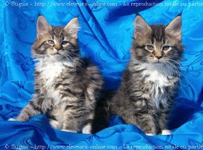 Photo de Maine coon