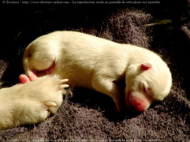 Photo d'Akita inu