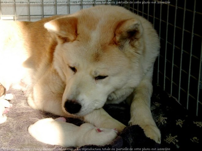 Photo d'Akita inu