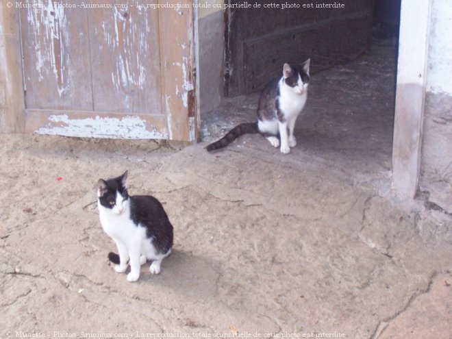 Photo de Chat domestique