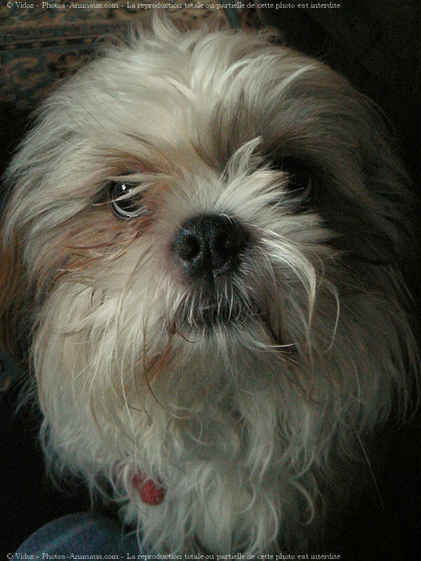 Photo de Shih tzu