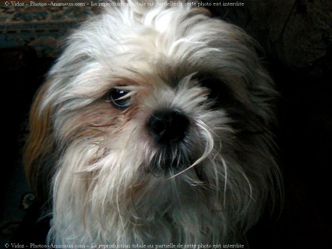 Photo de Shih tzu