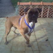 Photo de Boxer