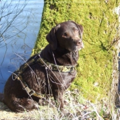 Photo de Labrador retriever