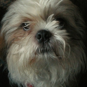 Photo de Shih tzu