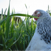 Photo de Poule