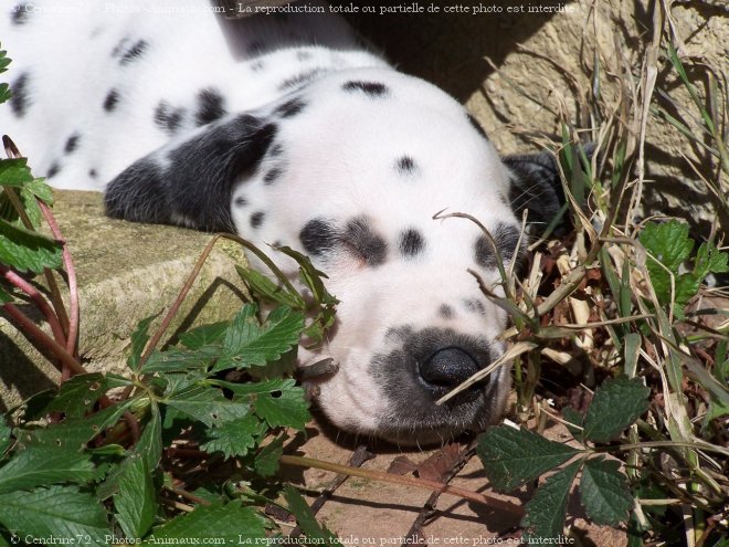 Photo de Dalmatien