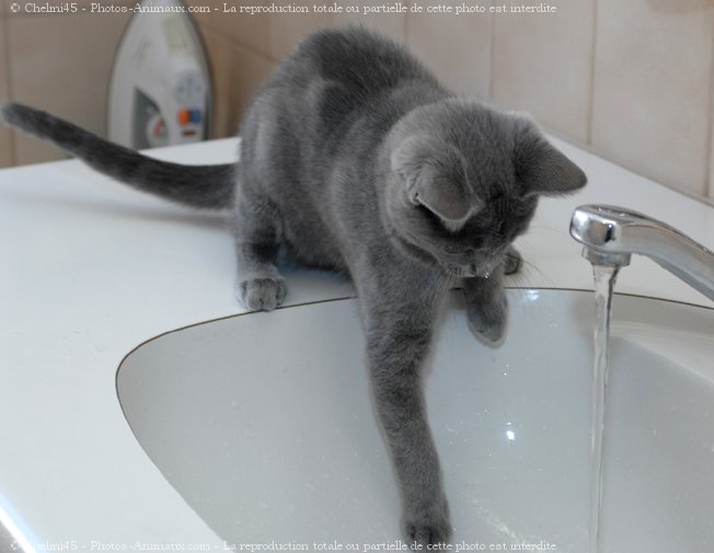 Photo de Chartreux