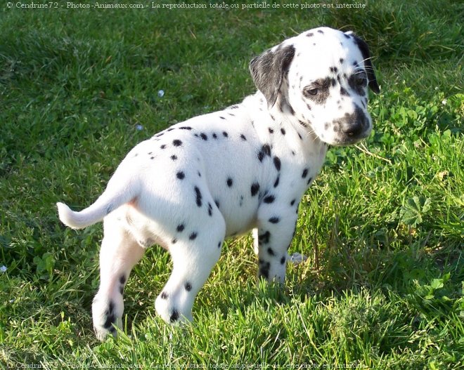 Photo de Dalmatien