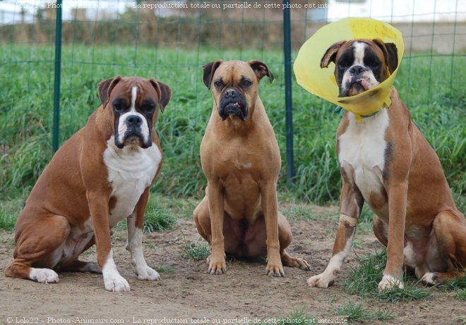 Photo de Boxer